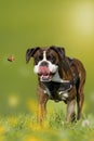 Dog, Boxer, German Boxer chasing butterfly on a meadow Royalty Free Stock Photo