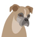 Dog boxer head flat style vector illustration front