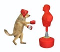 Dog boxer hitting punching bag Royalty Free Stock Photo