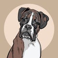 Dog boxer. Illustration