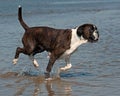 Dog Boxer play on the beach