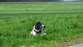 Dog braque d`auvergne in a field