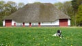 Dog braque d`auvergne and a old farm