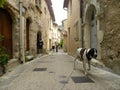 Dog braque d`auvergne in Saint-guilhem-le-desert, a village in herault, languedoc, france Royalty Free Stock Photo
