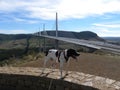 Dog braque d`auvergne and Viaduc of millau, over the river tarn, france Royalty Free Stock Photo