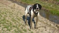 Dog braque d`auvergne in a wet field