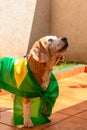 Cute Beagle With Yellow Glasses and Flag Cheering for Brazil to be the Champion