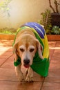 Cute Beagle With Yellow Glasses and Flag Cheering for Brazil to be the Champion