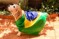 Cute Beagle With Yellow Glasses and Flag Cheering for Brazil to be the Champion