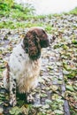 Dog bread English springer spaniel sits in autumn forest