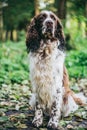 Dog bread English springer spaniel sits in autumn forest