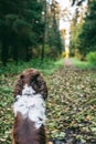 Dog bread English springer spaniel sits in autumn forest. Dog is alone from the back, sitting and waiting for the owner