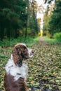 Dog bread English springer spaniel sits in autumn forest. Dog is alone from the back, sitting and waiting for the owner