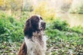 Dog bread English springer spaniel sits in autumn forest