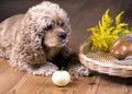 Dog and breakfast Royalty Free Stock Photo