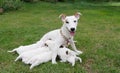 Dog breast feeding puppies.Puppy with mother dog at park Royalty Free Stock Photo