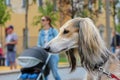Dog breed Afghan greyhound closeup portrait. A hunting dog on a leash in a public park amid walking people