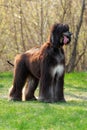 Dog breed Afghan Hound stands