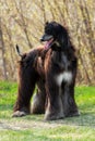 Dog breed Afghan Hound stands