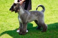 Dog breed Afghan