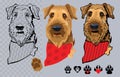 Dog breed Airedale terrier with bandana. Colorful and linear. Vector. Royalty Free Stock Photo