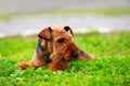 Dog breed Airedale Terrier Royalty Free Stock Photo