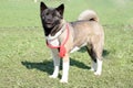 Dog of breed akita-inu