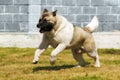 Dog breed Akita inu, quickly galloping runs