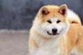 Dog breed Akita Inu