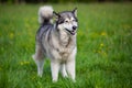 Dog breed Alaskan Malamute Royalty Free Stock Photo