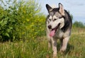 Dog breed Alaskan malamute.