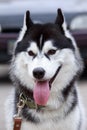 Dog breed Alaskan Malamute Royalty Free Stock Photo