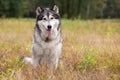 Dog breed Alaskan Malamute Royalty Free Stock Photo