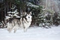 Dog breed Alaskan Malamute walking in winter Royalty Free Stock Photo