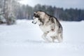 Dog breed Alaskan Malamute walking in winter