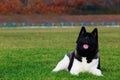 Dog breed American Akita