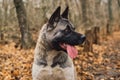 Dog breed American Akita posing against the background of the autumn forest, close-up selective focus on the eyes. Idea for a