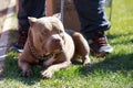 Dog breed American bully Royalty Free Stock Photo