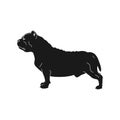 American bully dog. Vector illustration. Royalty Free Stock Photo