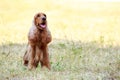 Dog breed american cocker spaniel Royalty Free Stock Photo