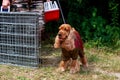 Dog breed american cocker spaniel Royalty Free Stock Photo