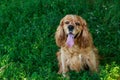 Dog breed American Cocker Spaniel Royalty Free Stock Photo