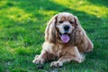 Dog breed American Cocker Spaniel Royalty Free Stock Photo