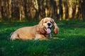 Dog breed American Cocker Spaniel Royalty Free Stock Photo