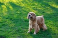 Dog breed American Cocker Spaniel Royalty Free Stock Photo