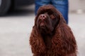 Dog breed American Cocker Spaniel Royalty Free Stock Photo