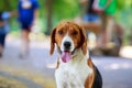 The dog breed American Foxhound Royalty Free Stock Photo