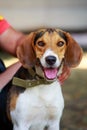 The dog breed American Foxhound Royalty Free Stock Photo