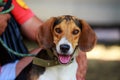 The dog breed American Foxhound