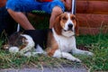 The dog breed American Foxhound